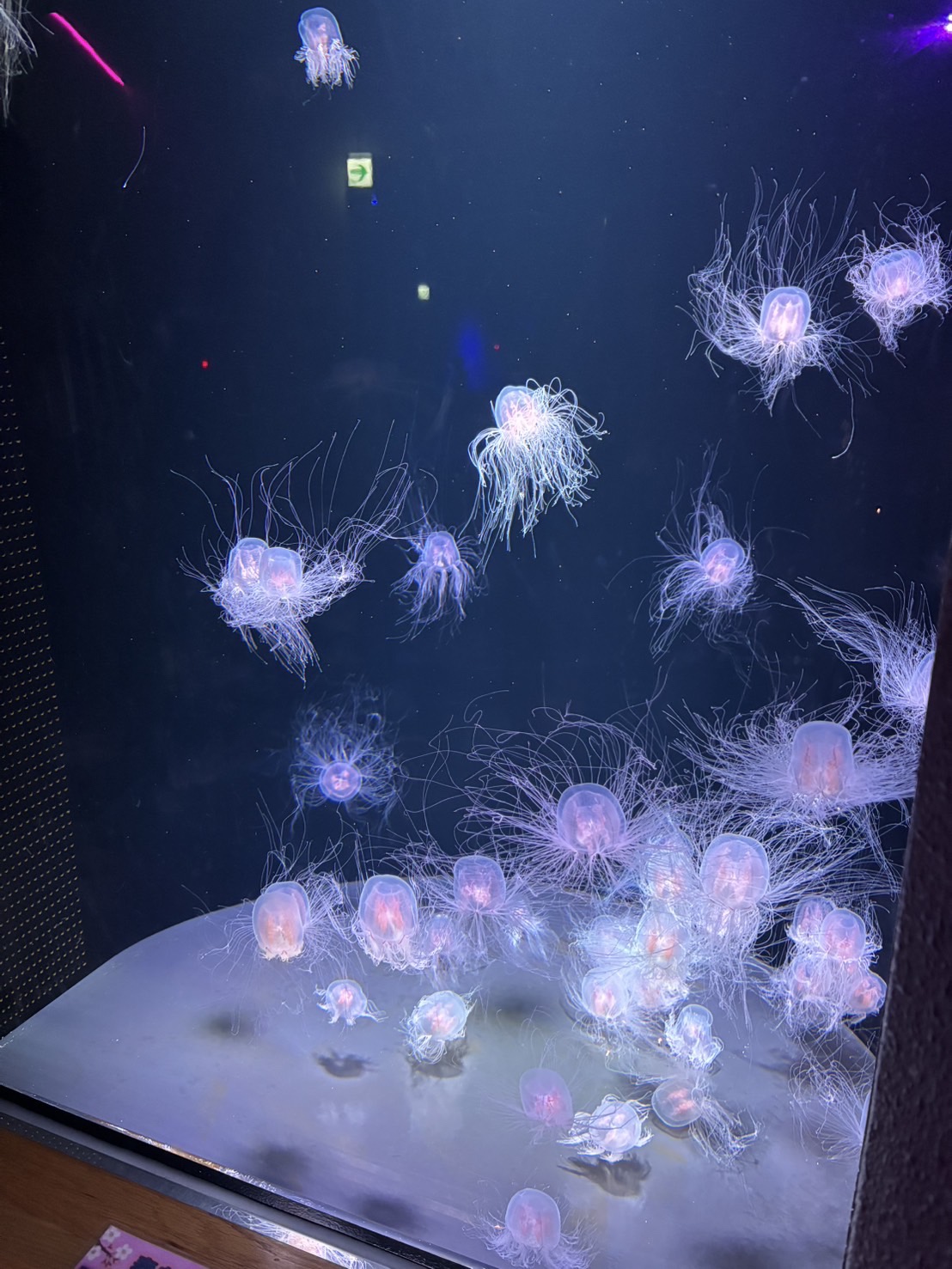 アクアスのクラゲ