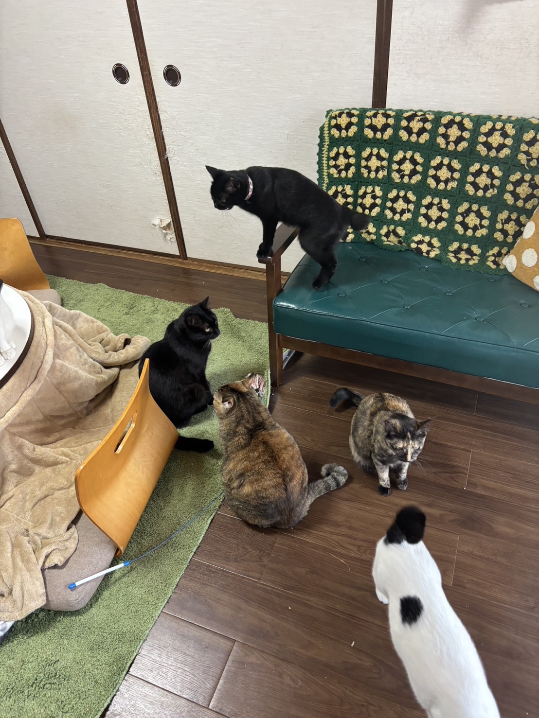 猫カフェの猫